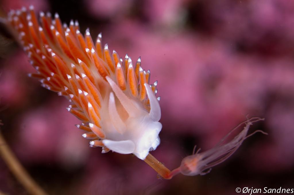 Gulen Dive Resort Dalsoyra Luaran gambar